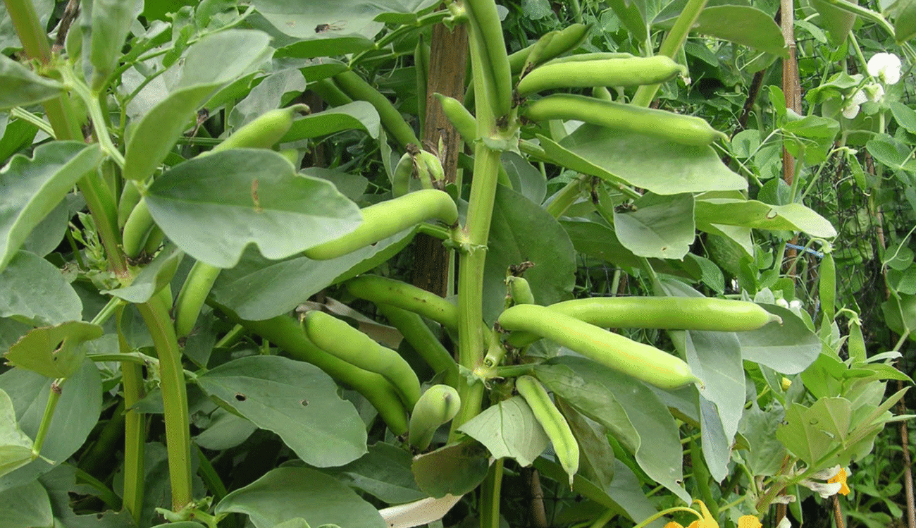 Найсолодший біб зривають лише у ці дні серпня