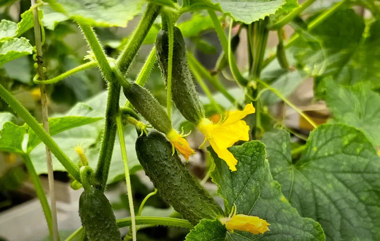 Дайте оцет Огіркам та Помідорам у Серпні та збиратимете врожай відрами до морозів!