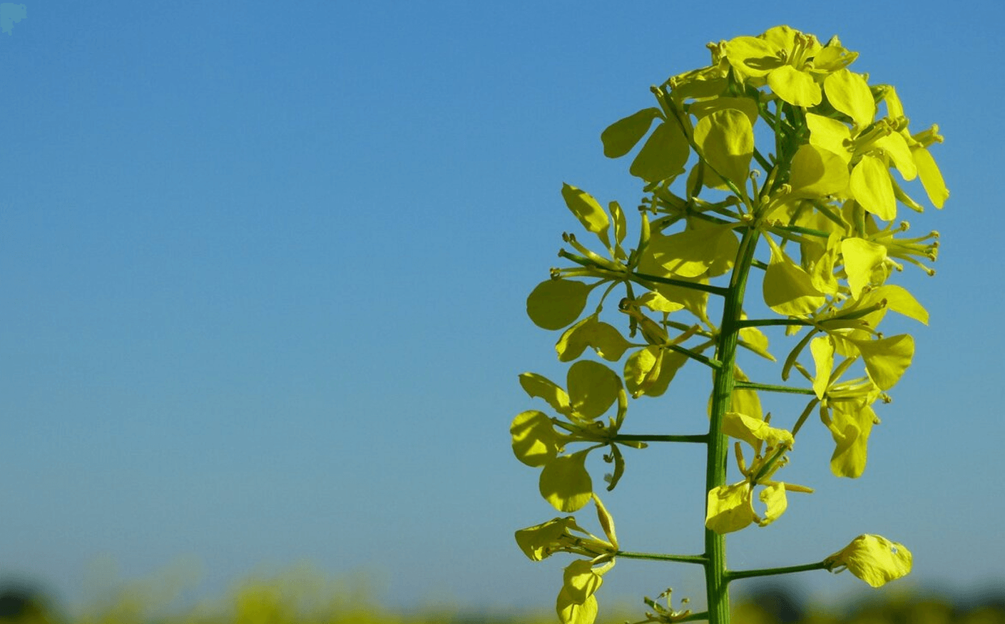 Посадка гірчиці після картоплі у серпні: чому це роблять і яка користь для ґрунту