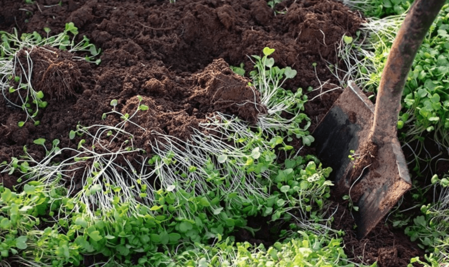 сидерати фацилія овес гірчиця редька