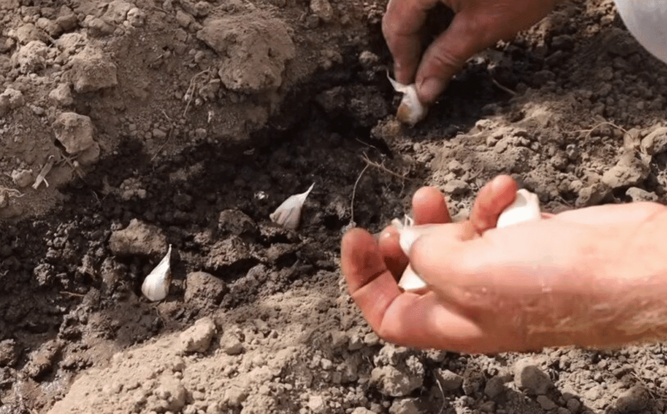 Посадиш у ці дні і часник буде, як кулак! Секрети озимого часнику