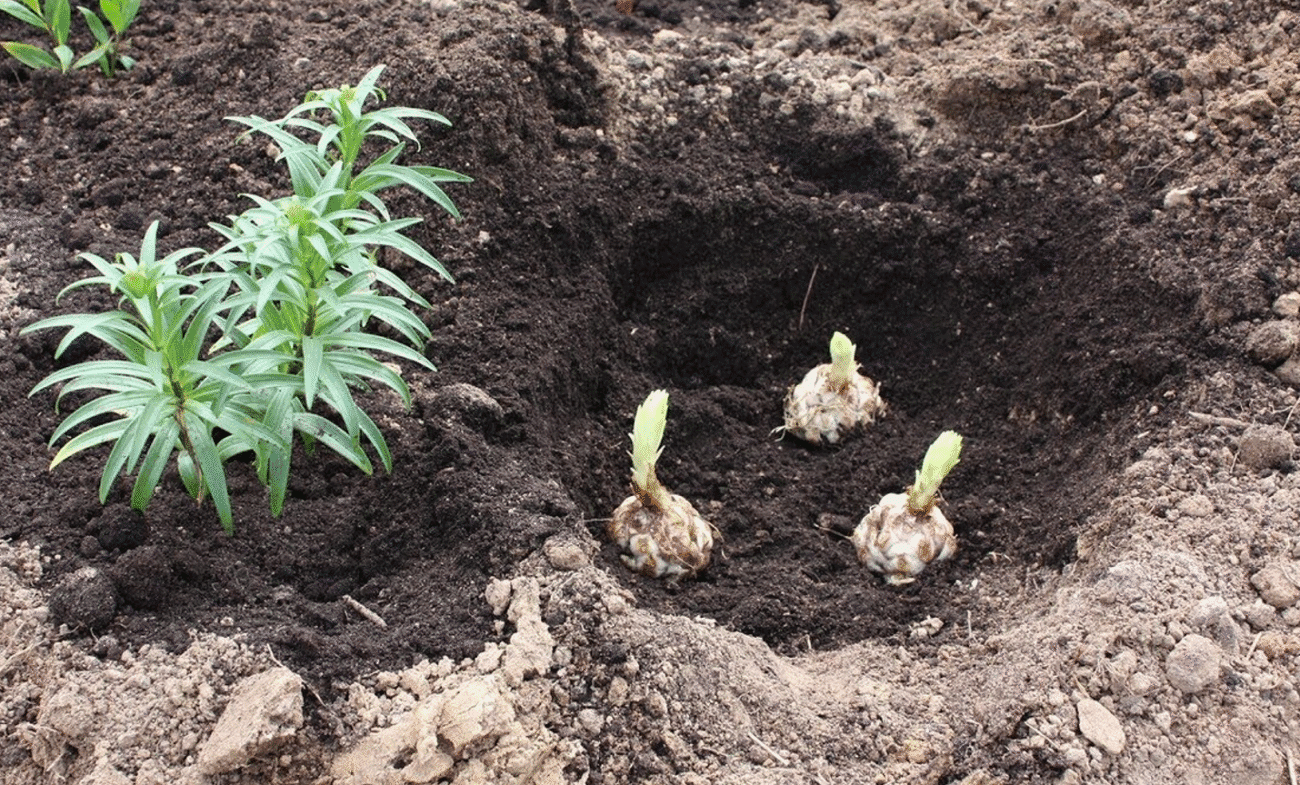 Посадіть лілії восени і навесні сад вибухне квітами, як ніколи!