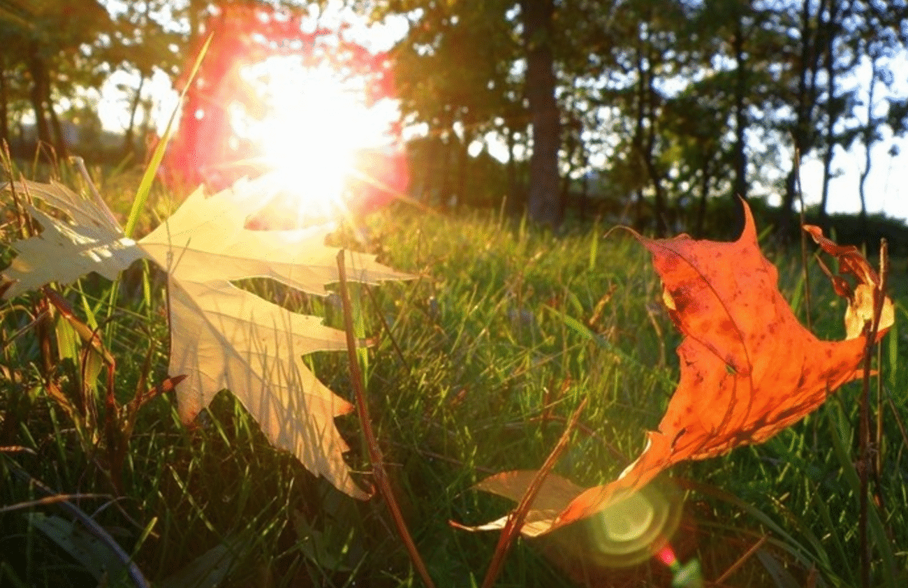 Бабине літо 2025 в Україні: коли прийде тепло і скільки триватиме