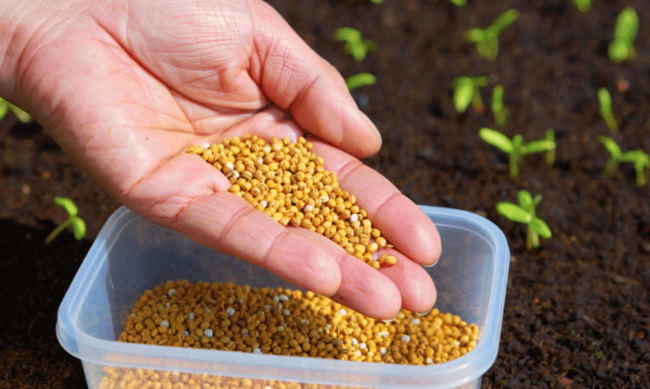 Земля після часнику та цибулі буде родюча, як після Камазу гною! Потрібно розкидати по грядці всього 5 видів насіння