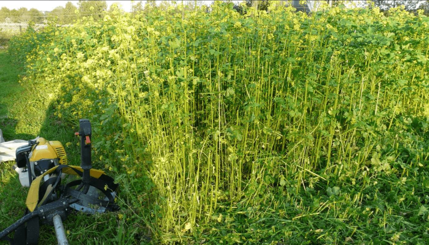 сидерати для грунут для землі підживлення