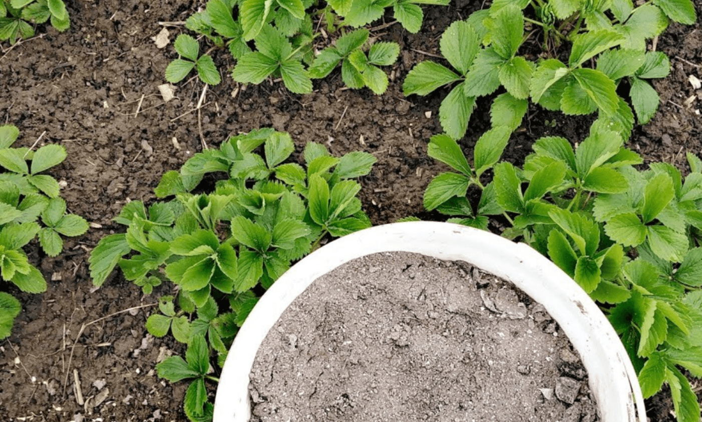 підживлення полуниці в серпні