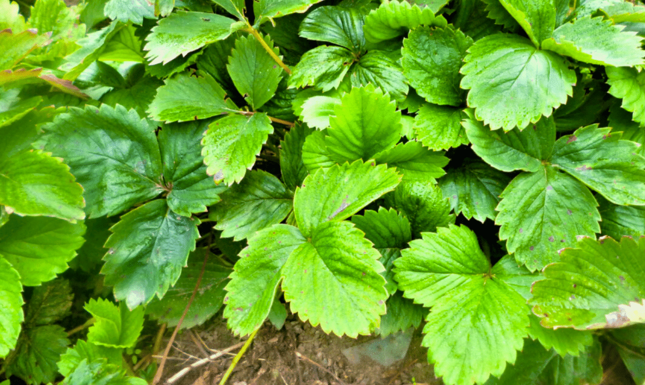 Ніколи не косіть полуницю в серпні: чому не можна ділити кущі та, як підживити полуницю (Попелом) золою й настоєм кропиви