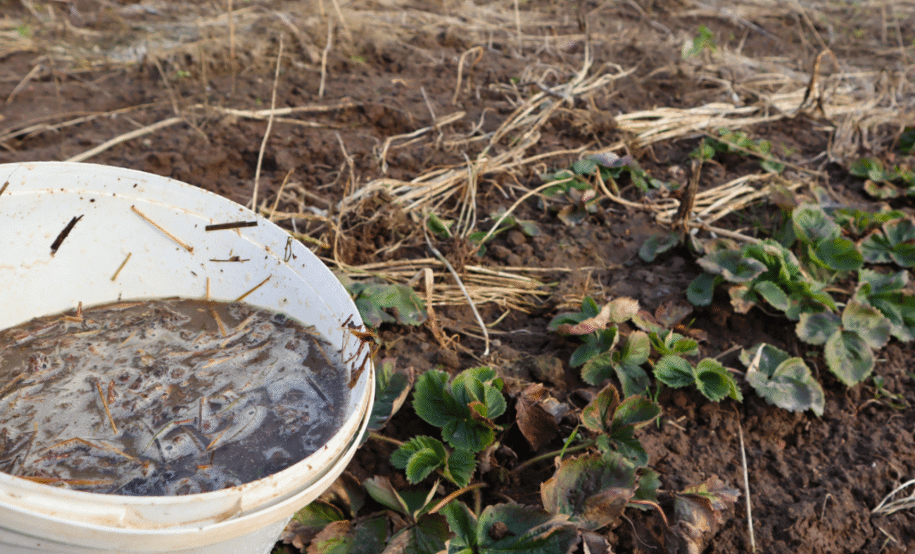 Це підживлення полуниці у серпні вересні - заряджає на супер рясний урожай великої ягоди наступного року