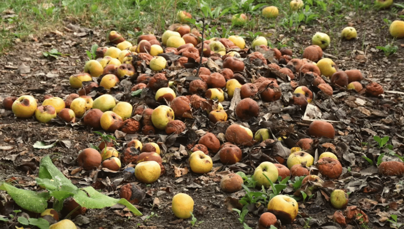 Чому не можна залишати гнилі яблука під деревами? Садівники шоковані