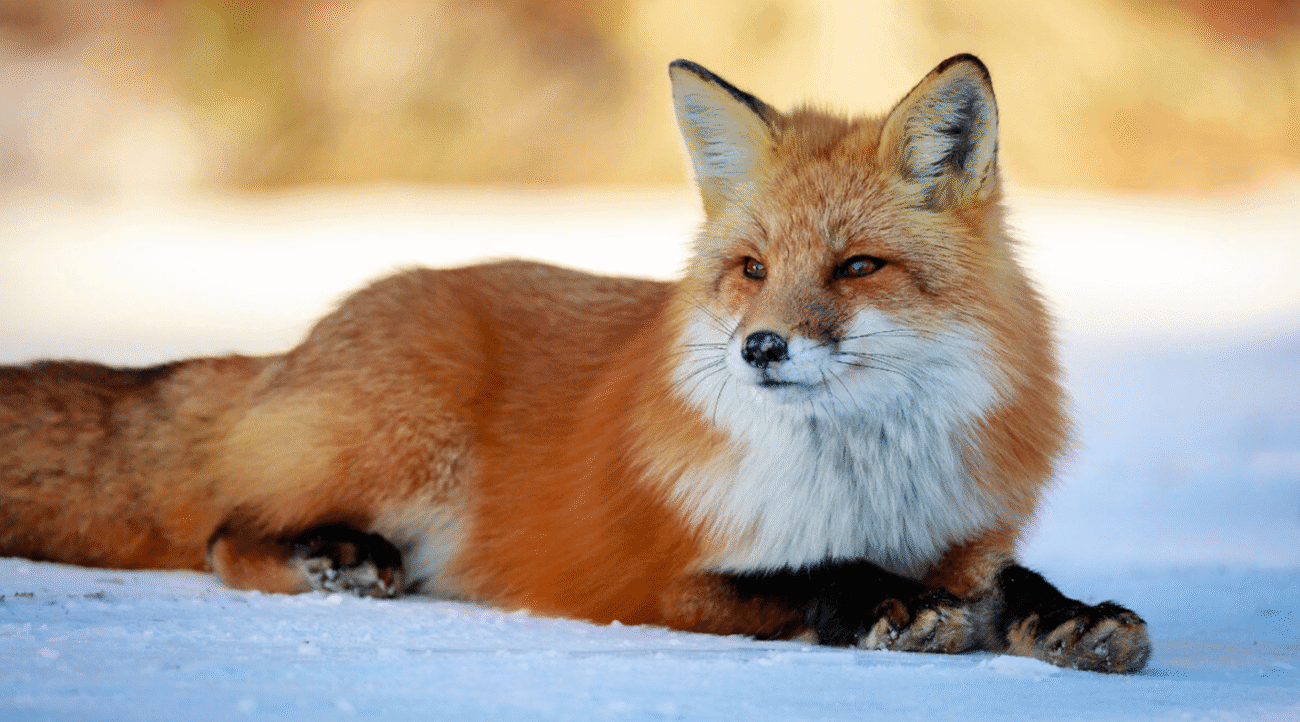 Лисиця у дворі: коли тікати, а коли небезпечно для життя