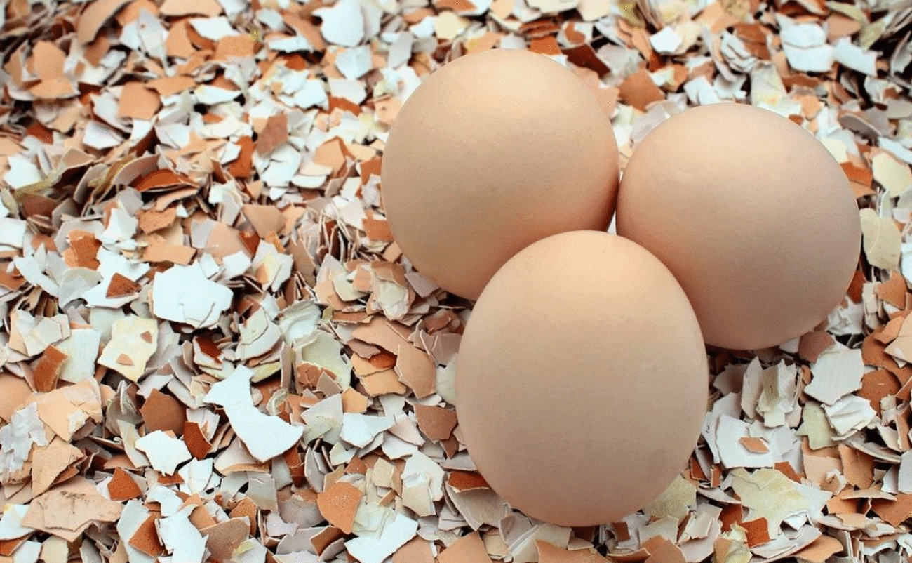 Чим ви годуєте курей? Перевірте, щоб не втратити несучок.