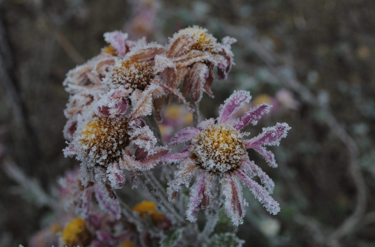 Осінні заморозки вже близько: як врятувати врожай від холодних ночей