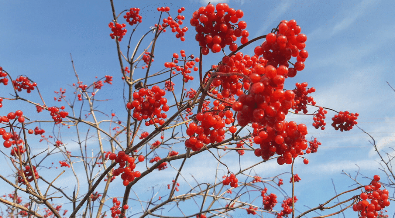 Осінній порятунок: простий рецепт чаю з калини від застуди та тиску
