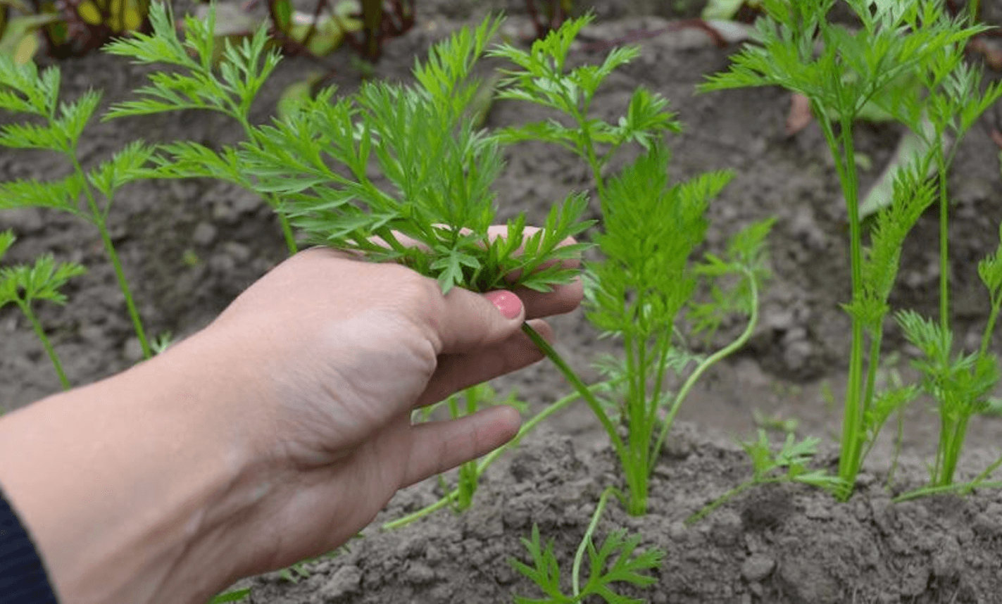 Дешевий "лікар": ось що лікує бадилля моркви, а ви й не здогадувались