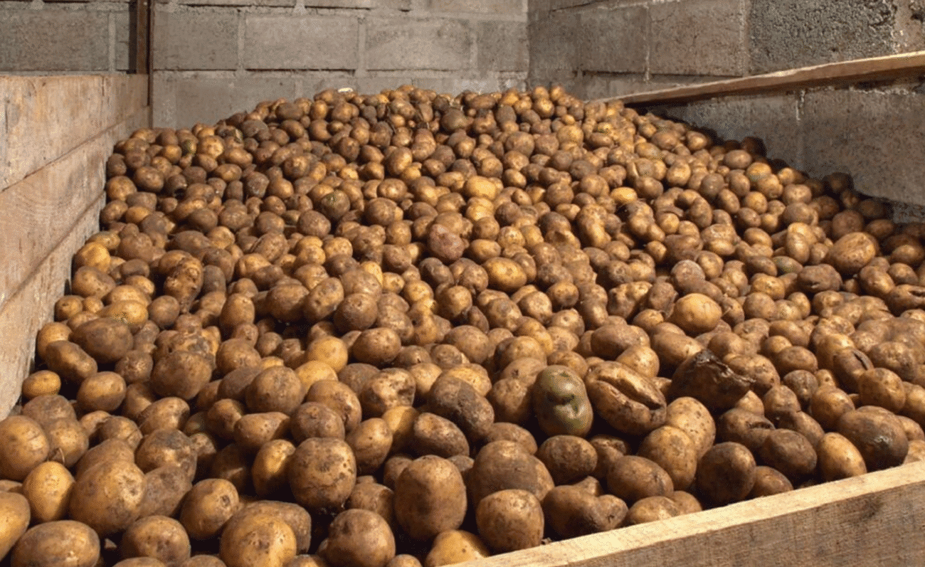 Секрети господарок: картопля, яка не псується до весни
