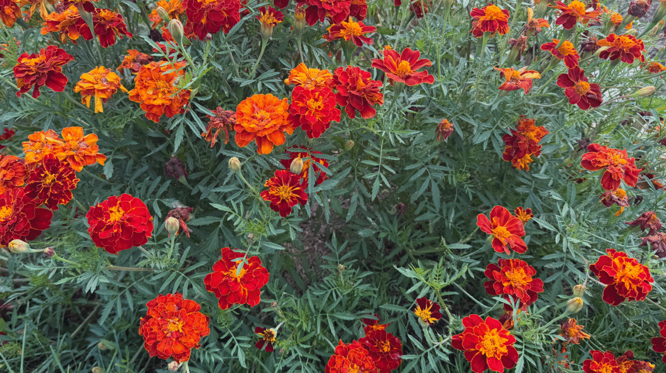 Ніколи не садіть чорнобривці на своєму городі. 7 причин, про які не знає більшість городників