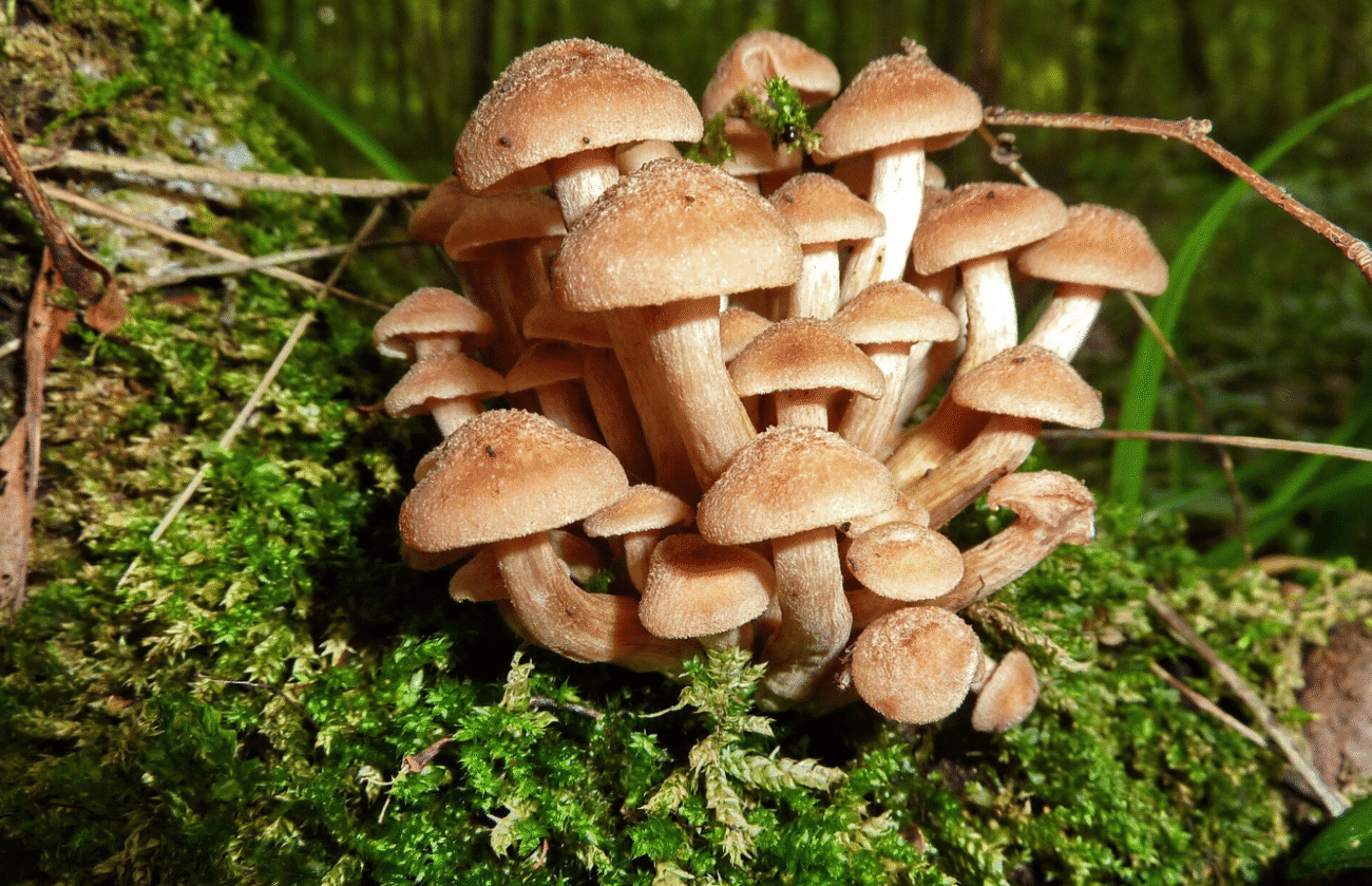 Що потрібно знати про опеньки перед тим, як збирати та їсти