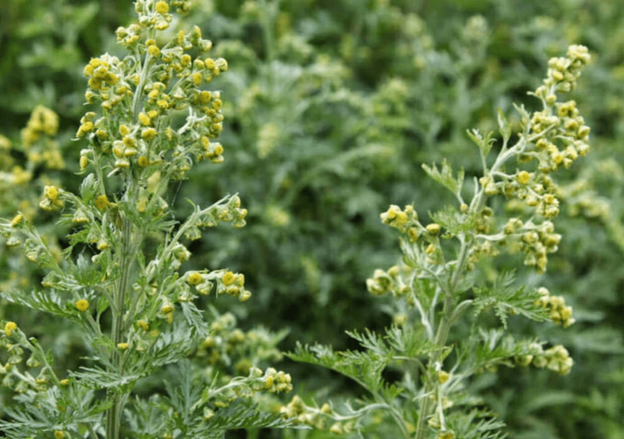 Стара українська традиція: як використовували полин у побуті