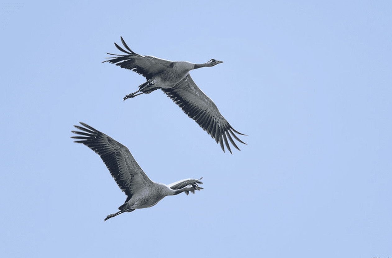 Неочікувано! Ось куди відлітають ластівки та журавлі з України у жовтні