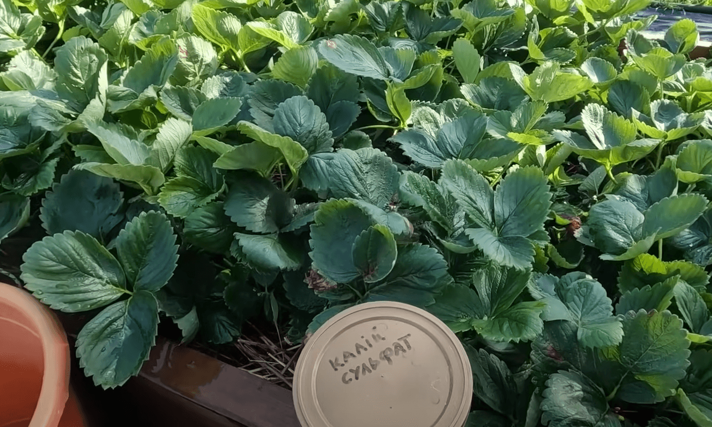 Підживлення полуниці восени