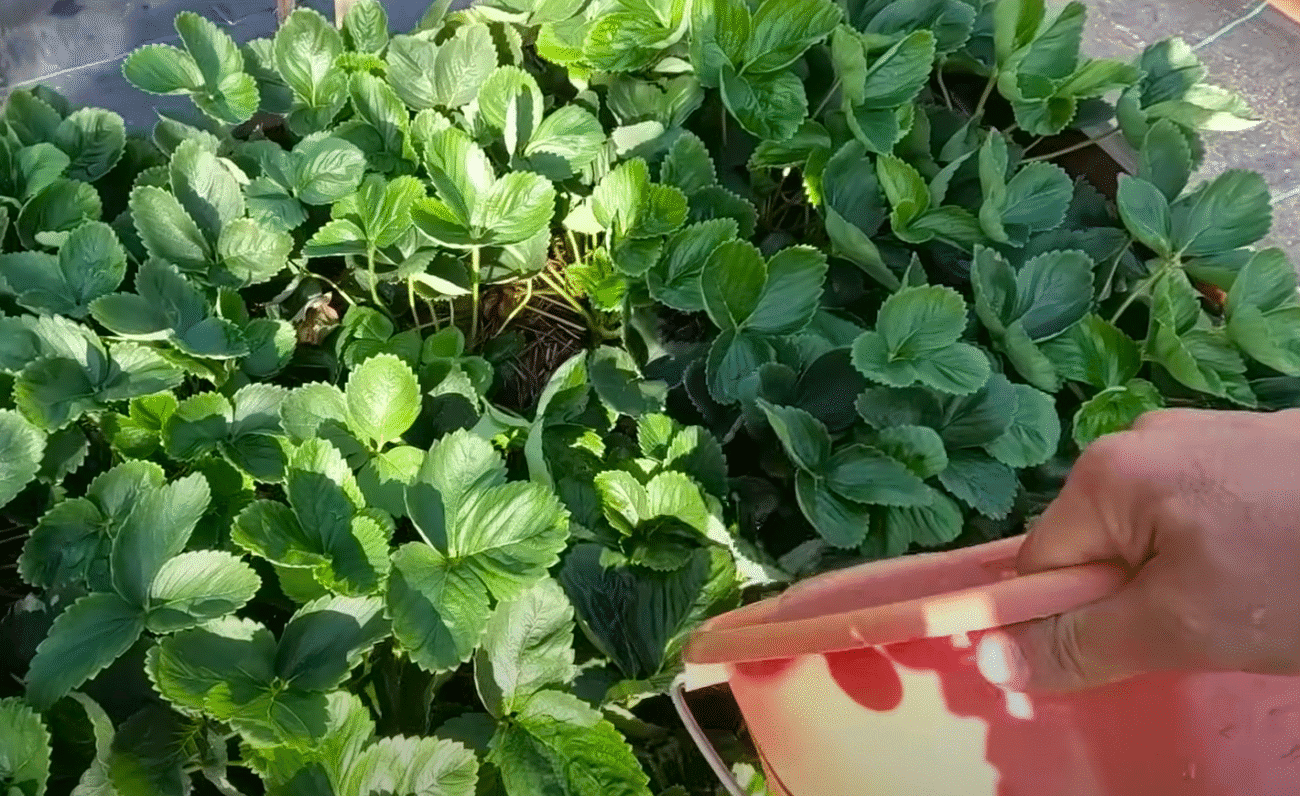 Солодка полуниця починається восени! Не пропустіть цей крок!