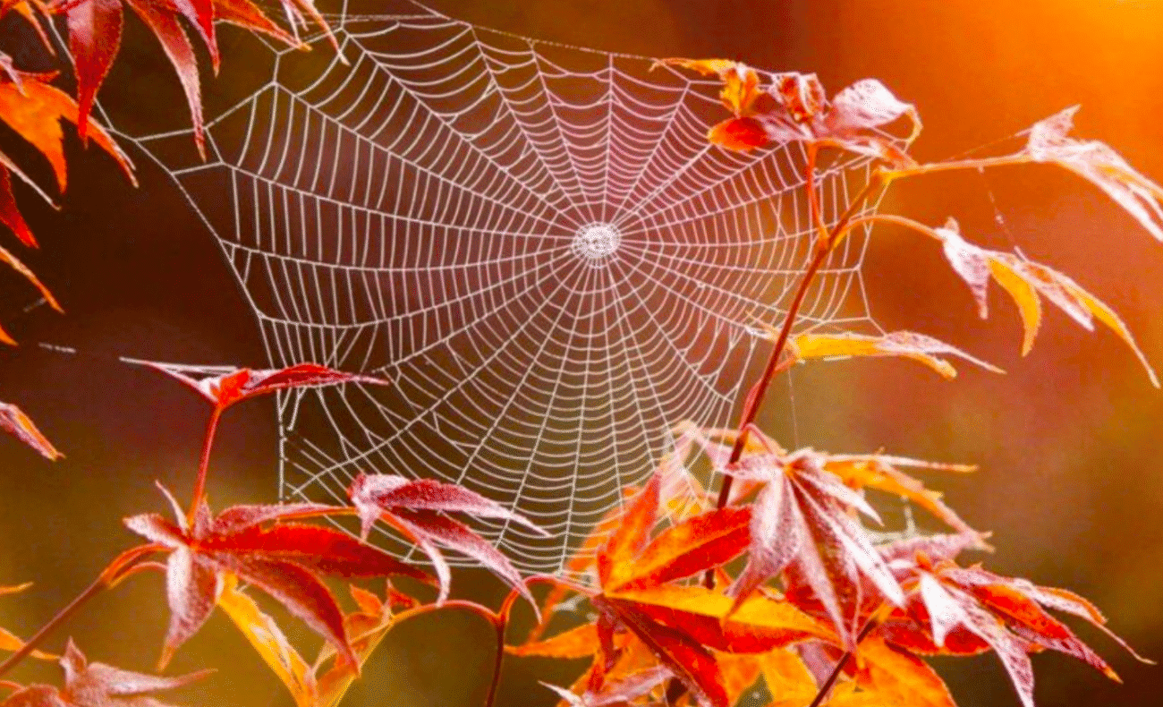 Бабине літо в жовтні 2025: коли прийде тепло, скільки воно триватиме і які прикмети варто знати