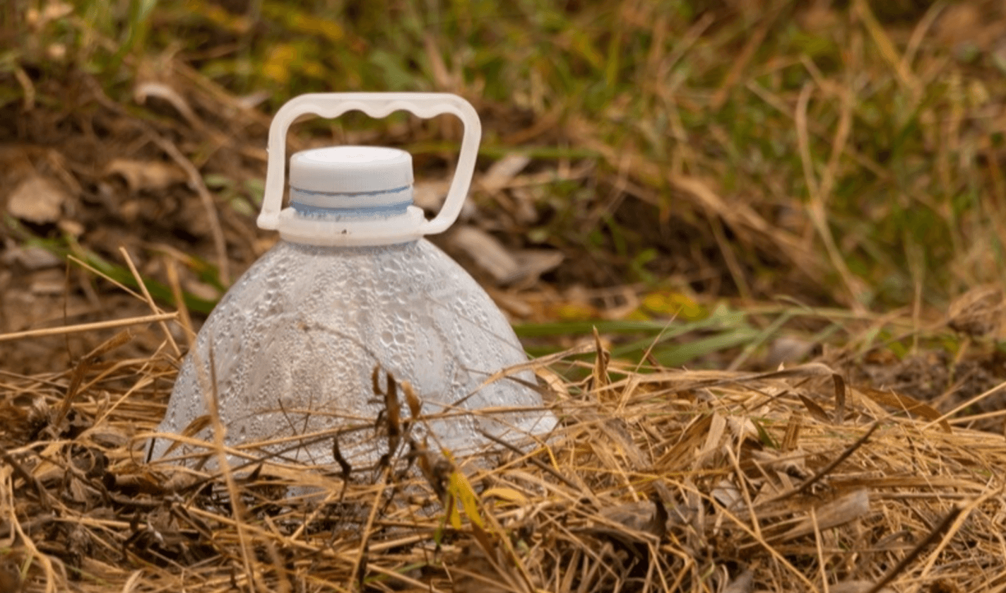 розмноження троянд восени