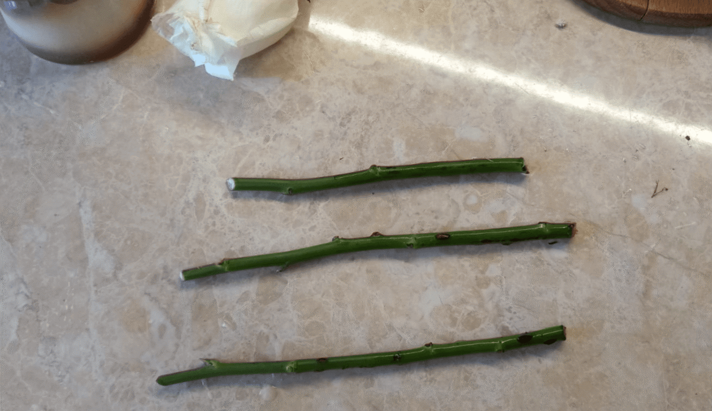 розмноження троянд