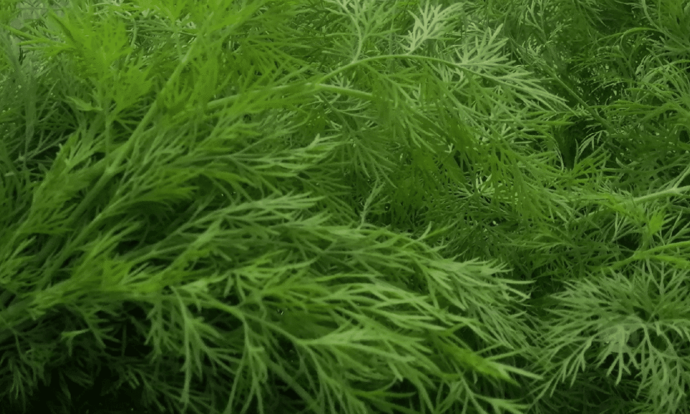 посів кропу восени