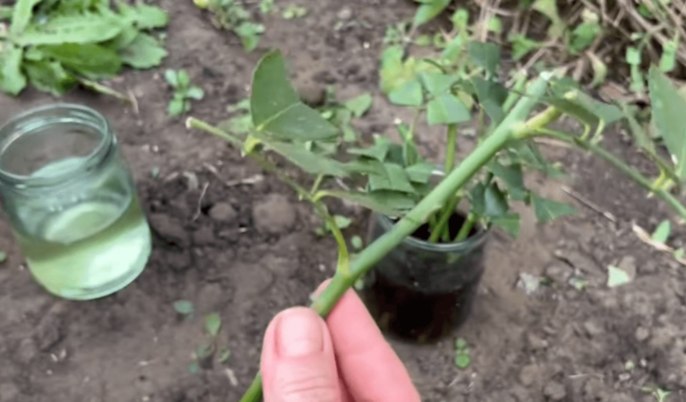 розмноження троянд в жовтні