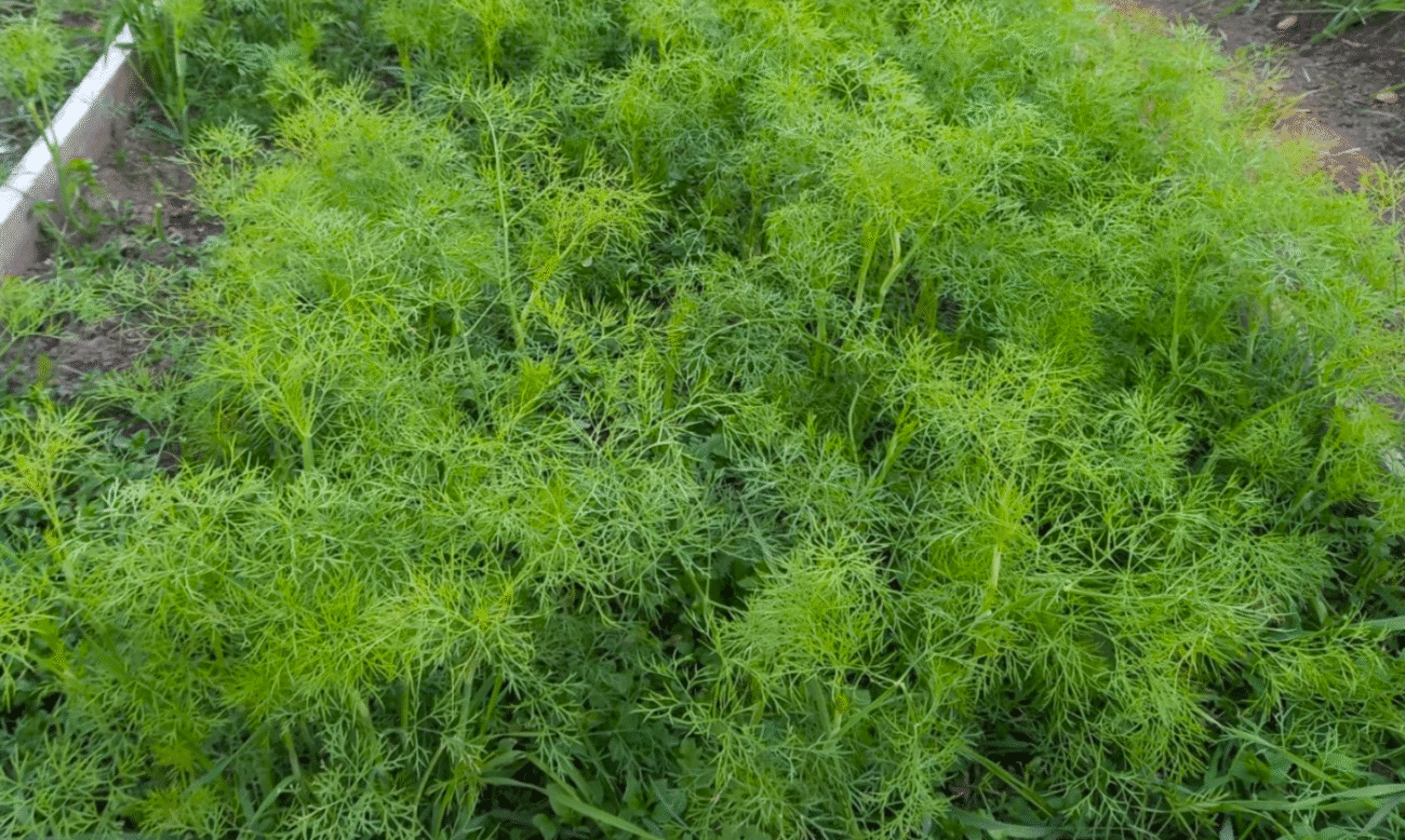 Вже років 10 Сію кріп в жовтні - Навесні кущі, як на грядках у червні