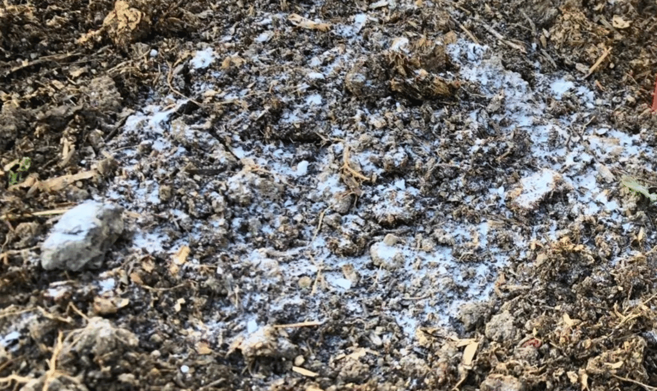 Розсипте восени соду по грядках, замінить тонни гною та дорогих добрив