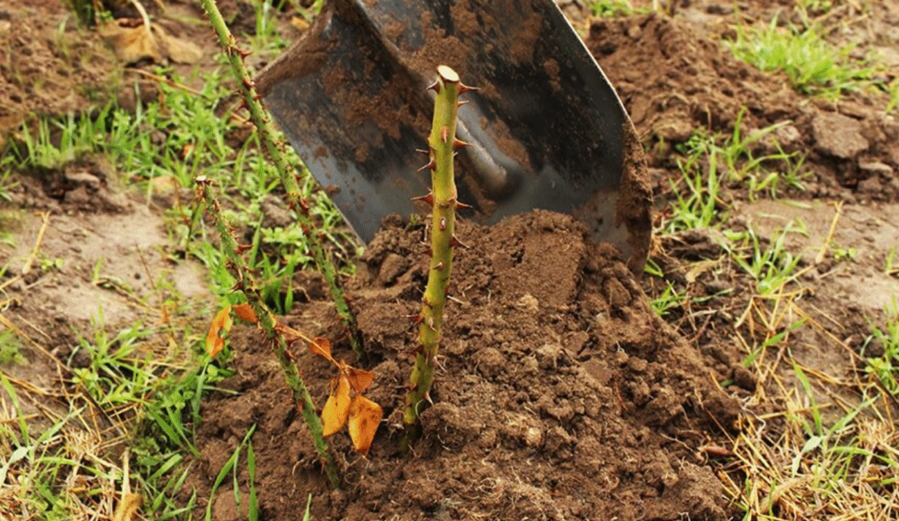 Троянди можуть пережити навіть лютий мороз, якщо зробити одну просту річ