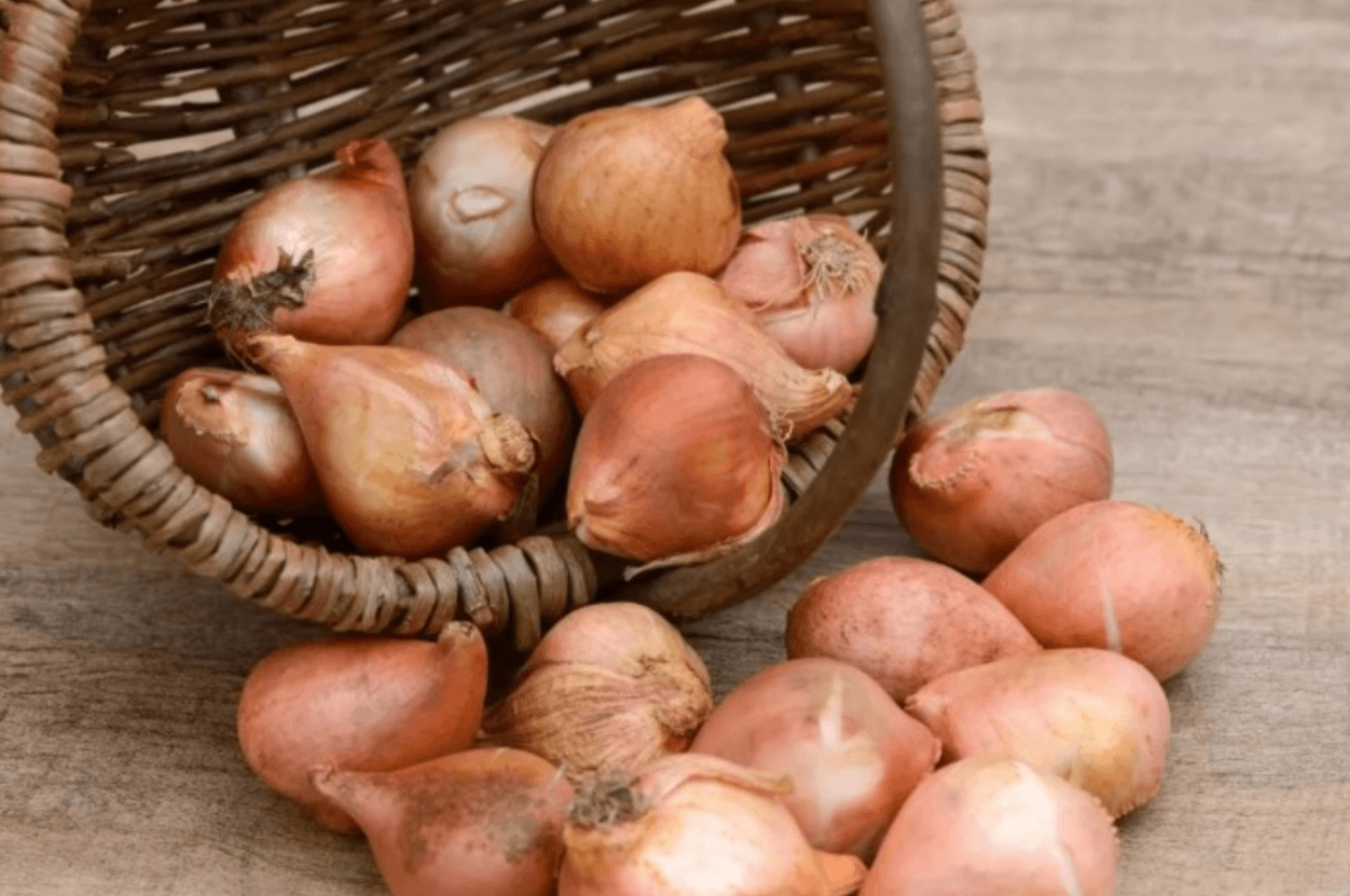 Як зберегти цибулини тюльпанів до весни: поради досвідчених садівників