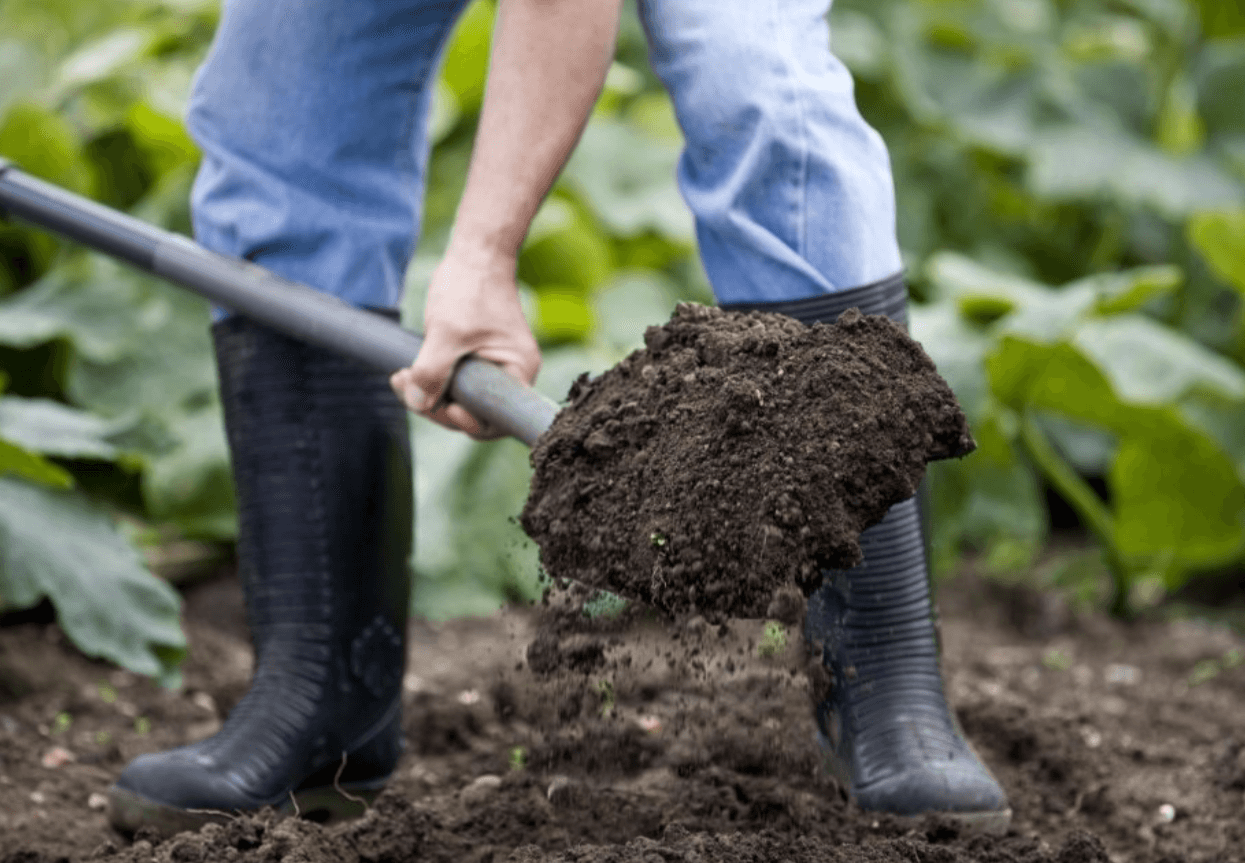 Готуємо город до зими: актуальні поради на листопад