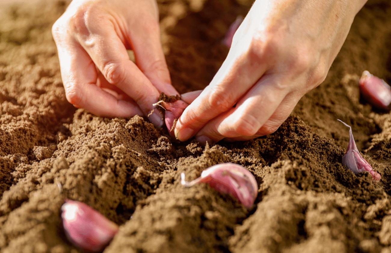 Полийте грядку звичайним аптечним засобом перед посадкою озимого часнику, буде як кулак!