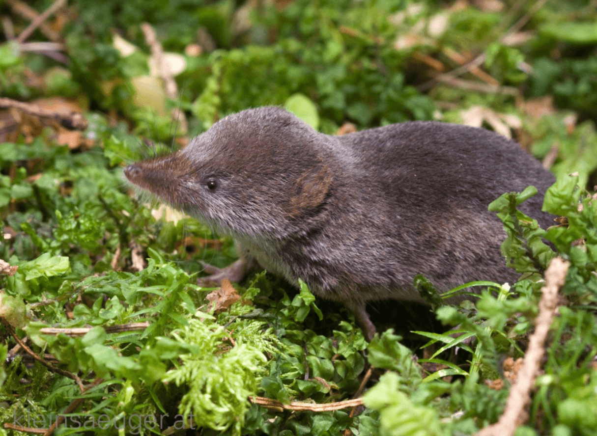 Землерийки: Гуманні Способи Захистити Ділянку!