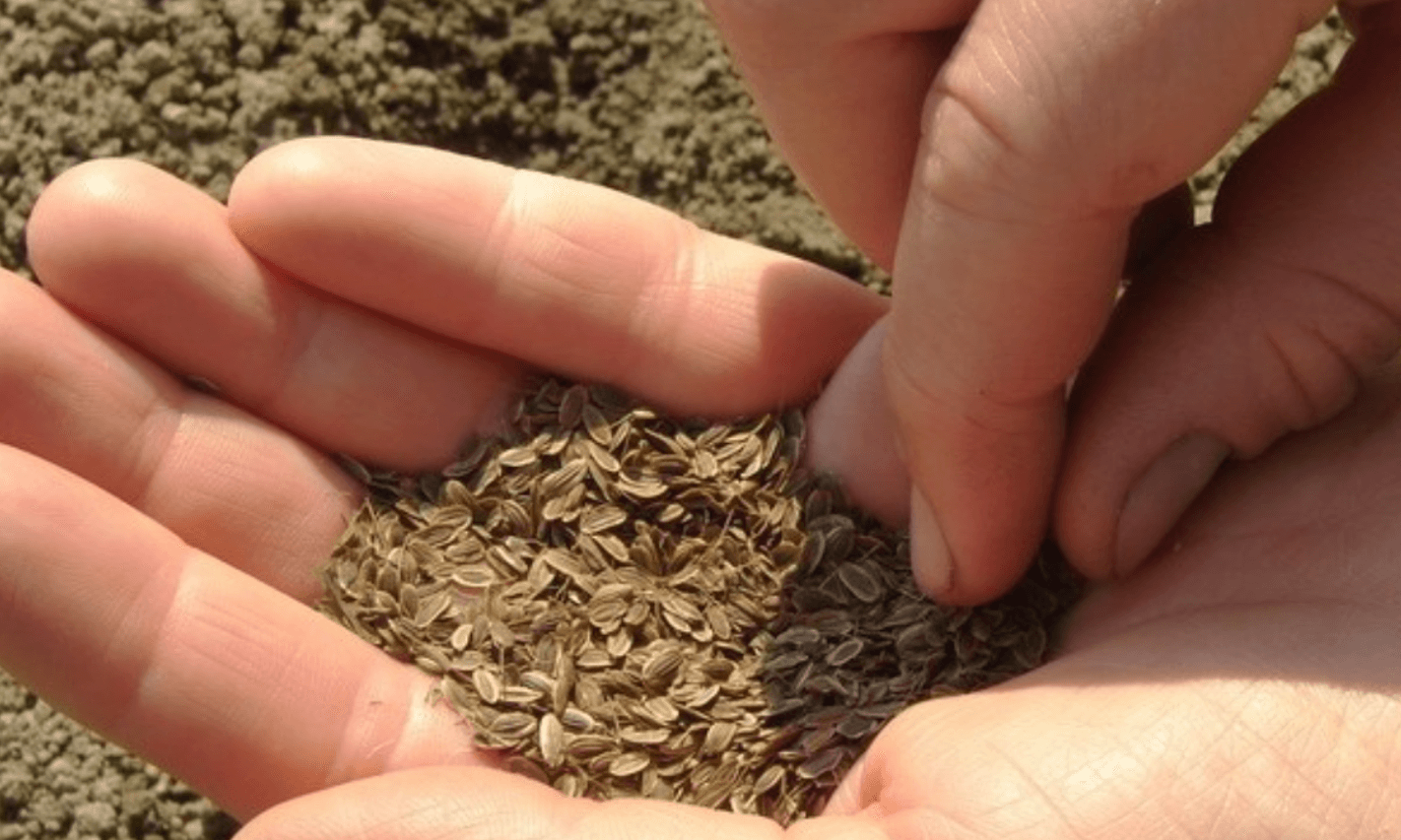 посів кропу восени