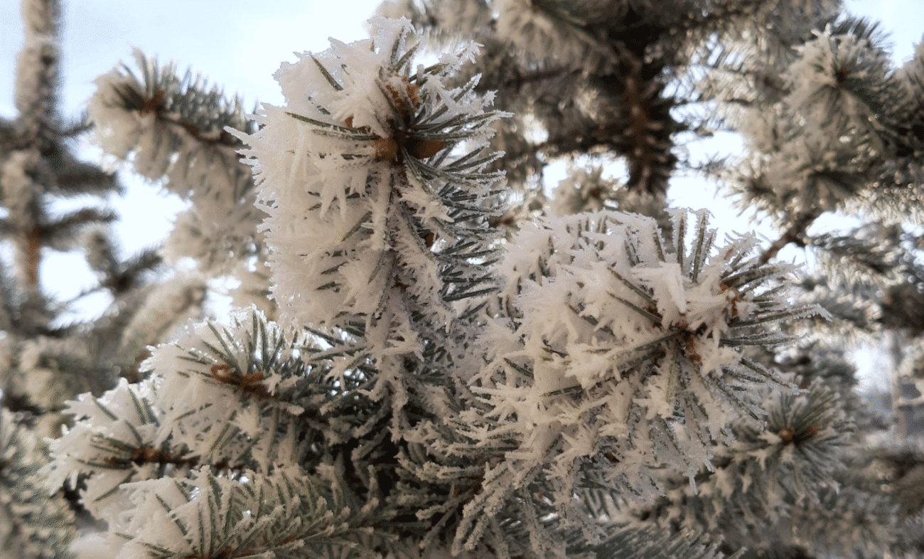 Погода на січень 2026: скажені морози чи шалені снігопади - чим здивує прогноз синоптиків