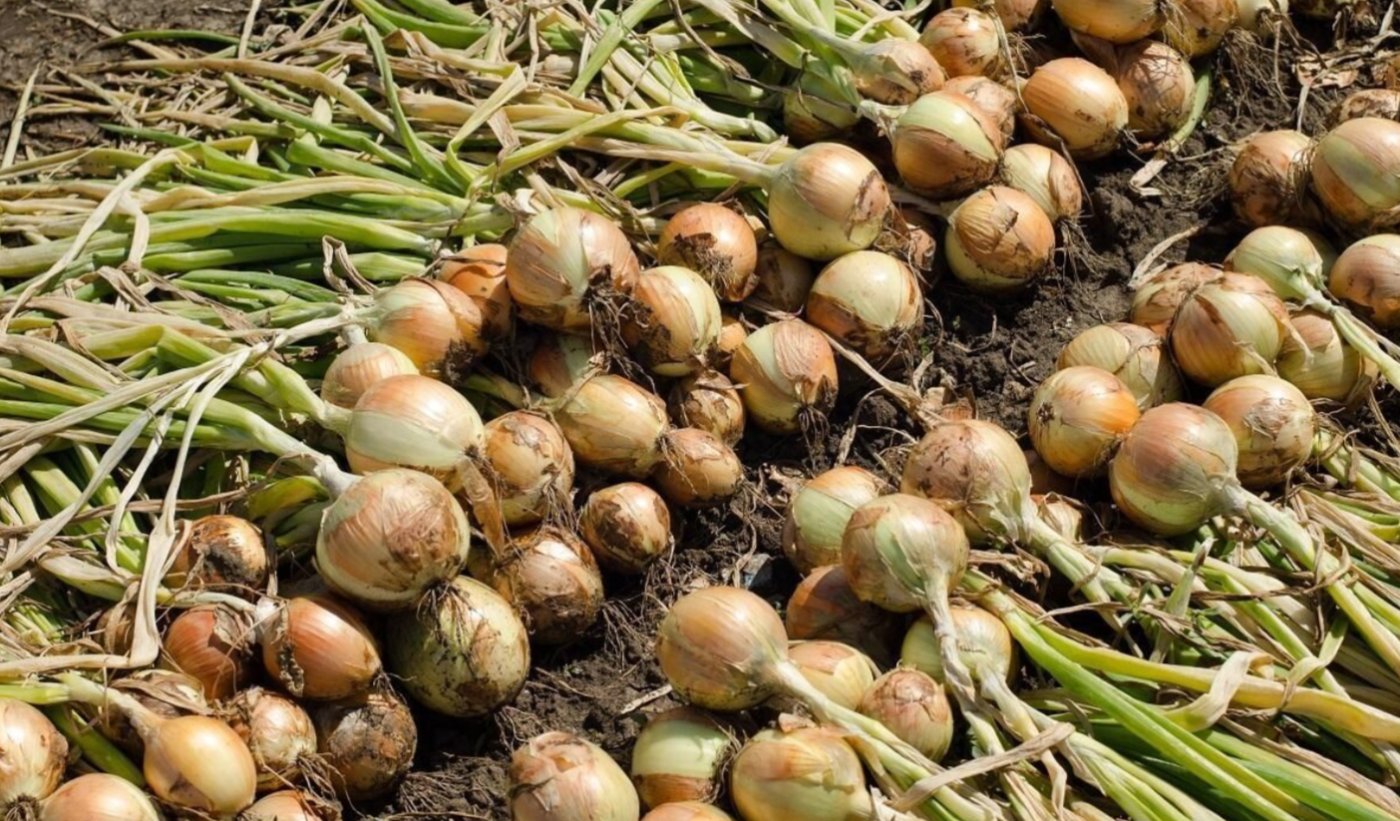 чому гниє цибуля