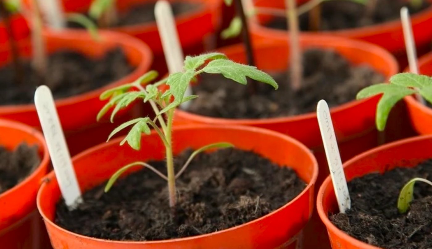 Місячний календар городника та садівника на січень 2026 року: що і коли робити