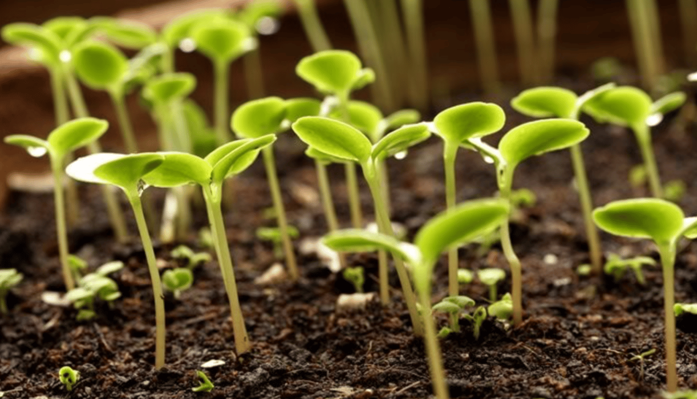 Календар городника: Лютий - місяць великого старту
