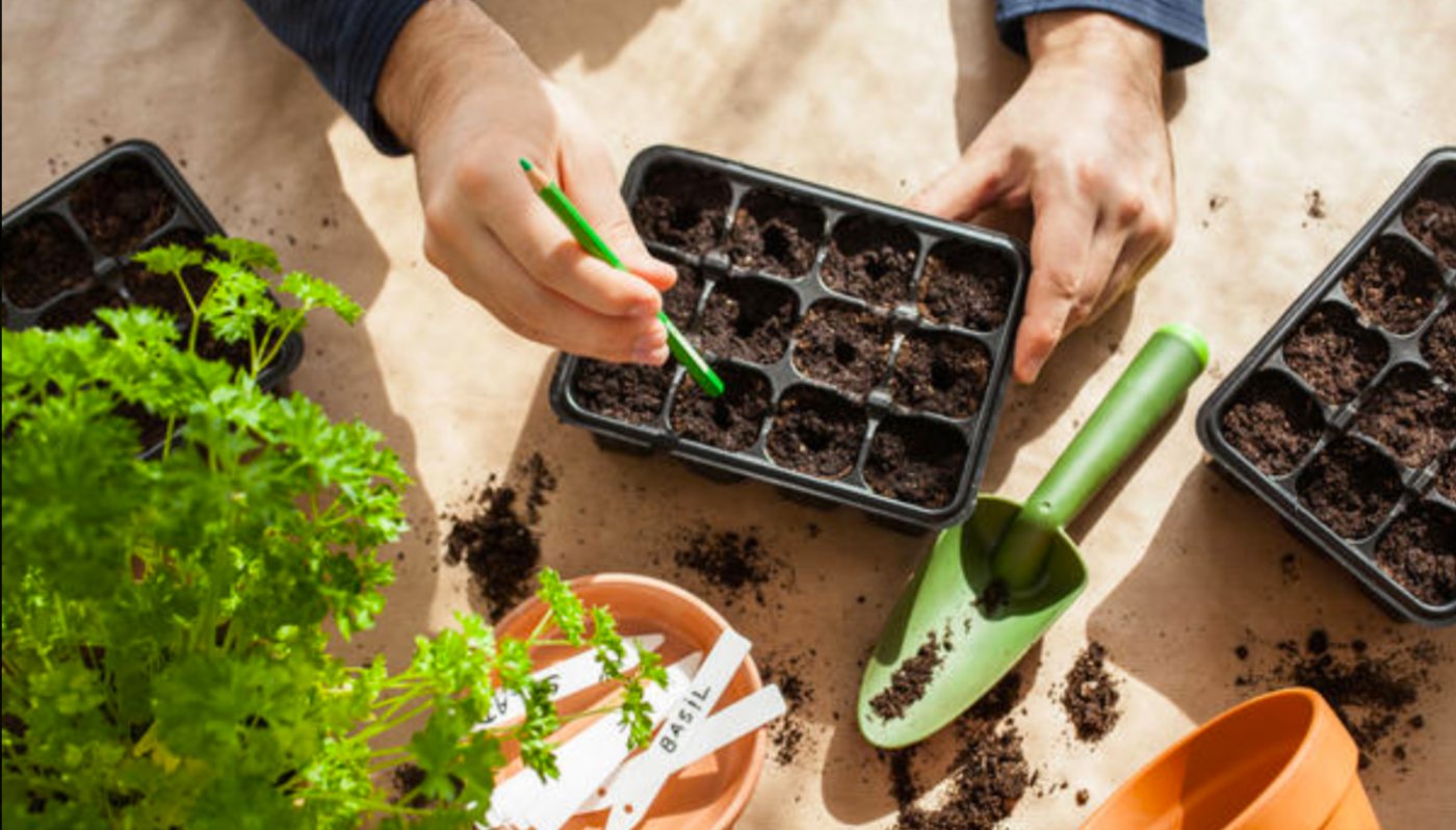Коли сіяти на розсаду перець і баклажани, щоб були міцні та врожайні: найкращі дні за місячним календарем у січні та лютому 2026