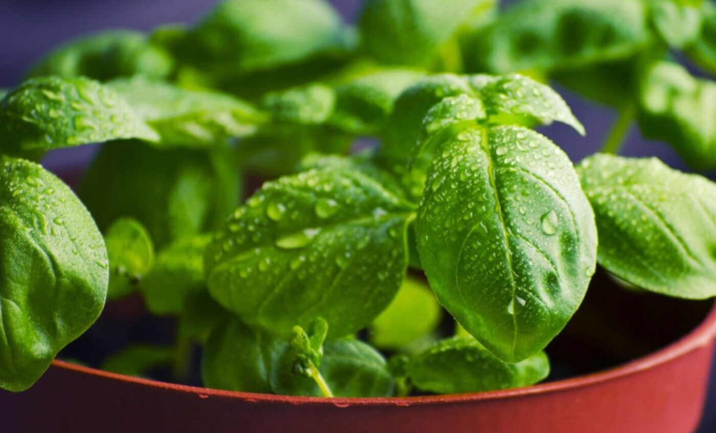 Домашній город на підвіконні: свіжа мікрозелень гороху, крес-салат у білій піалі та зелена цибуля у склянці на фоні сонячного вікна.