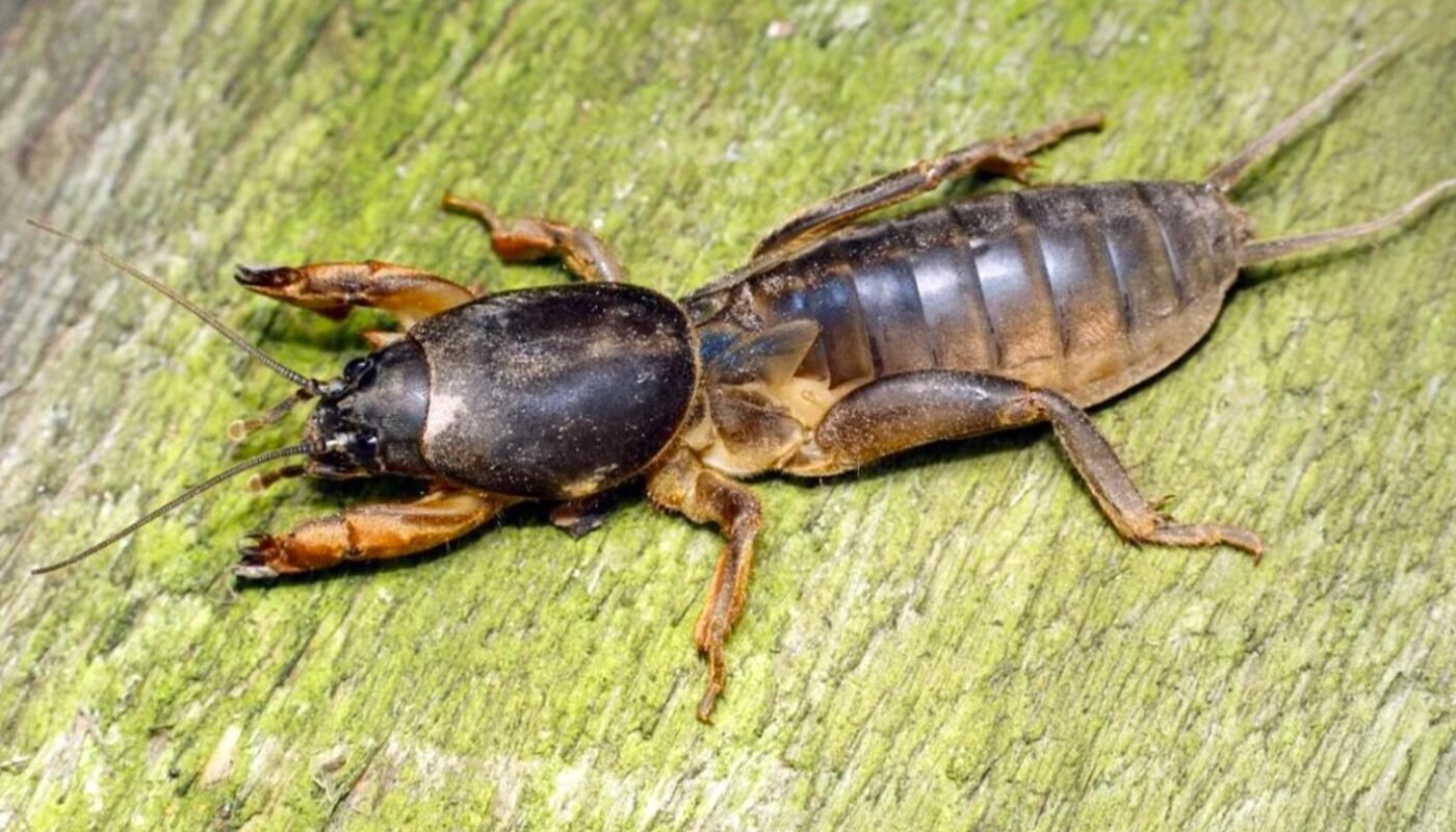 як позбутися ведмедки на городі