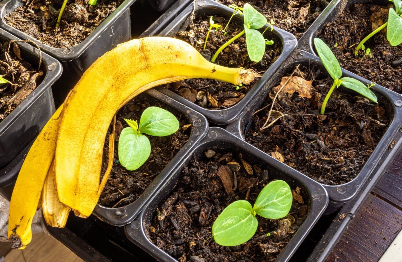 Шкірка банана як добриво на городі