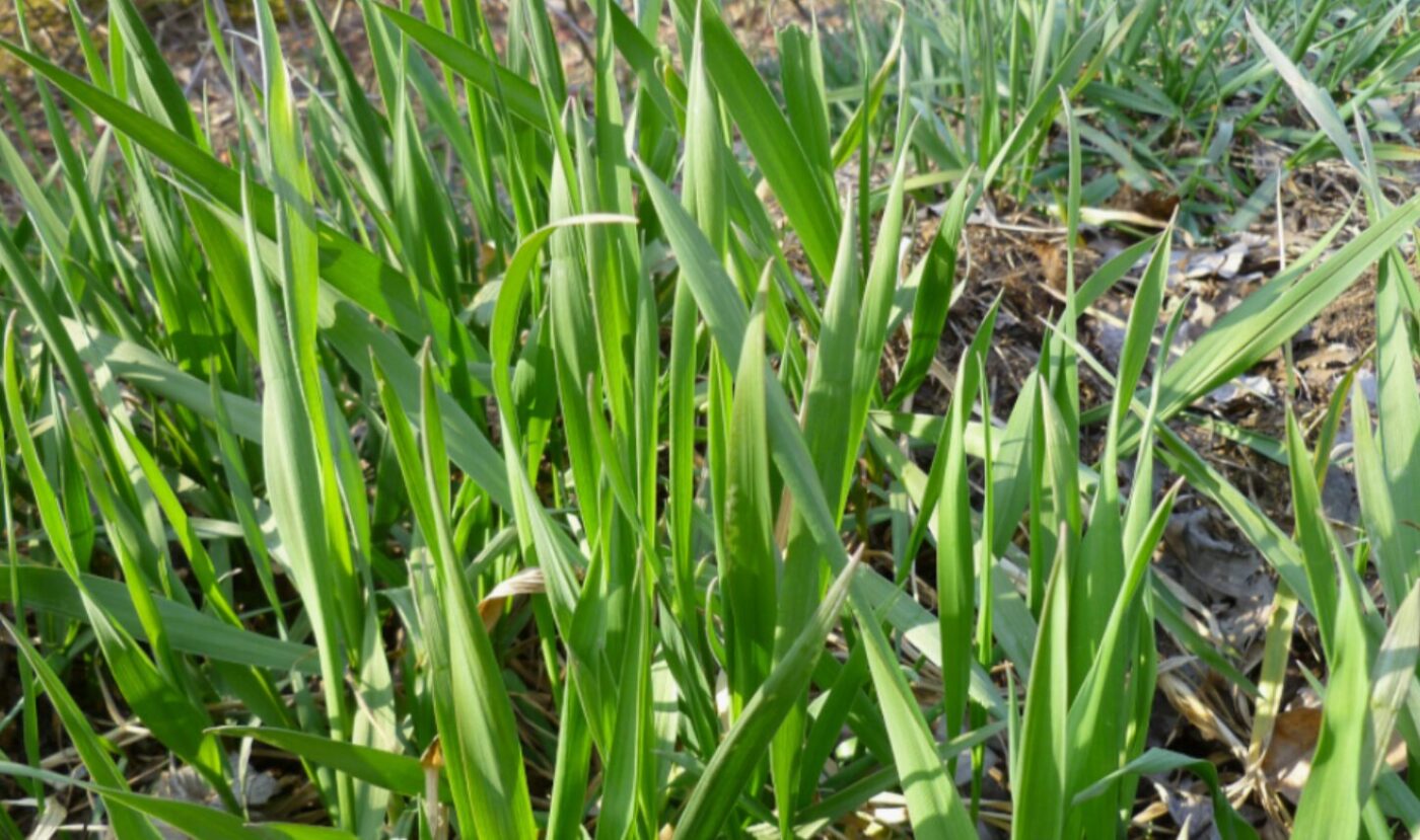 Пирій повзучий: як перемогти "підземного стратега" на вашому городі