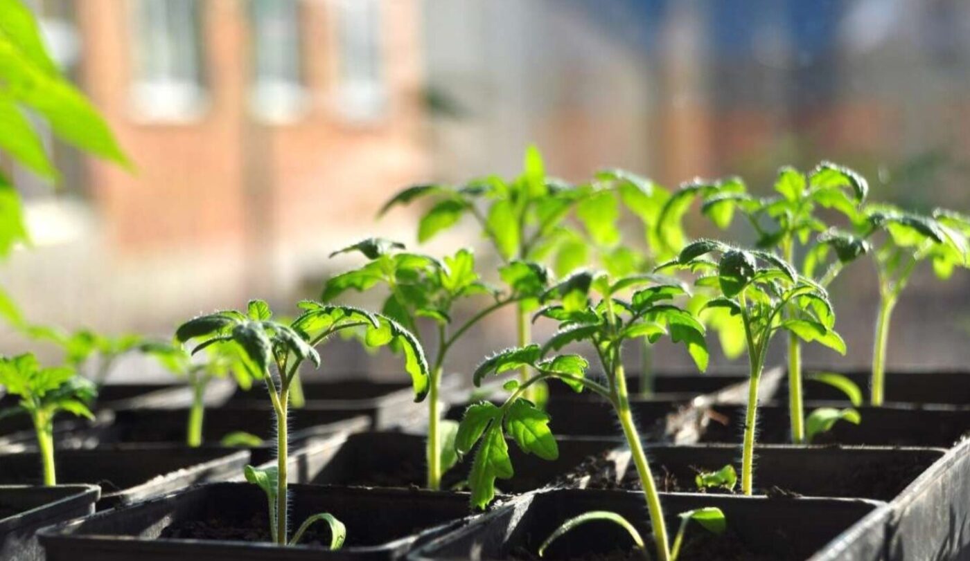 Перша підкормка розсади на підвіконні: Чим полити, щоб стовбур був як олівець