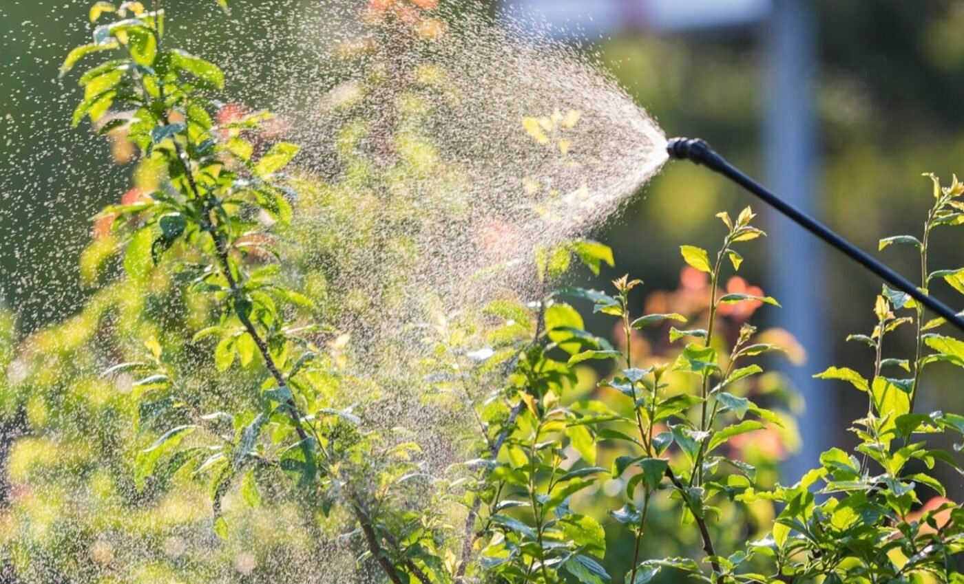 Перша обробка саду в лютому та березні: чим окропити дерева, поки вони «сплять»