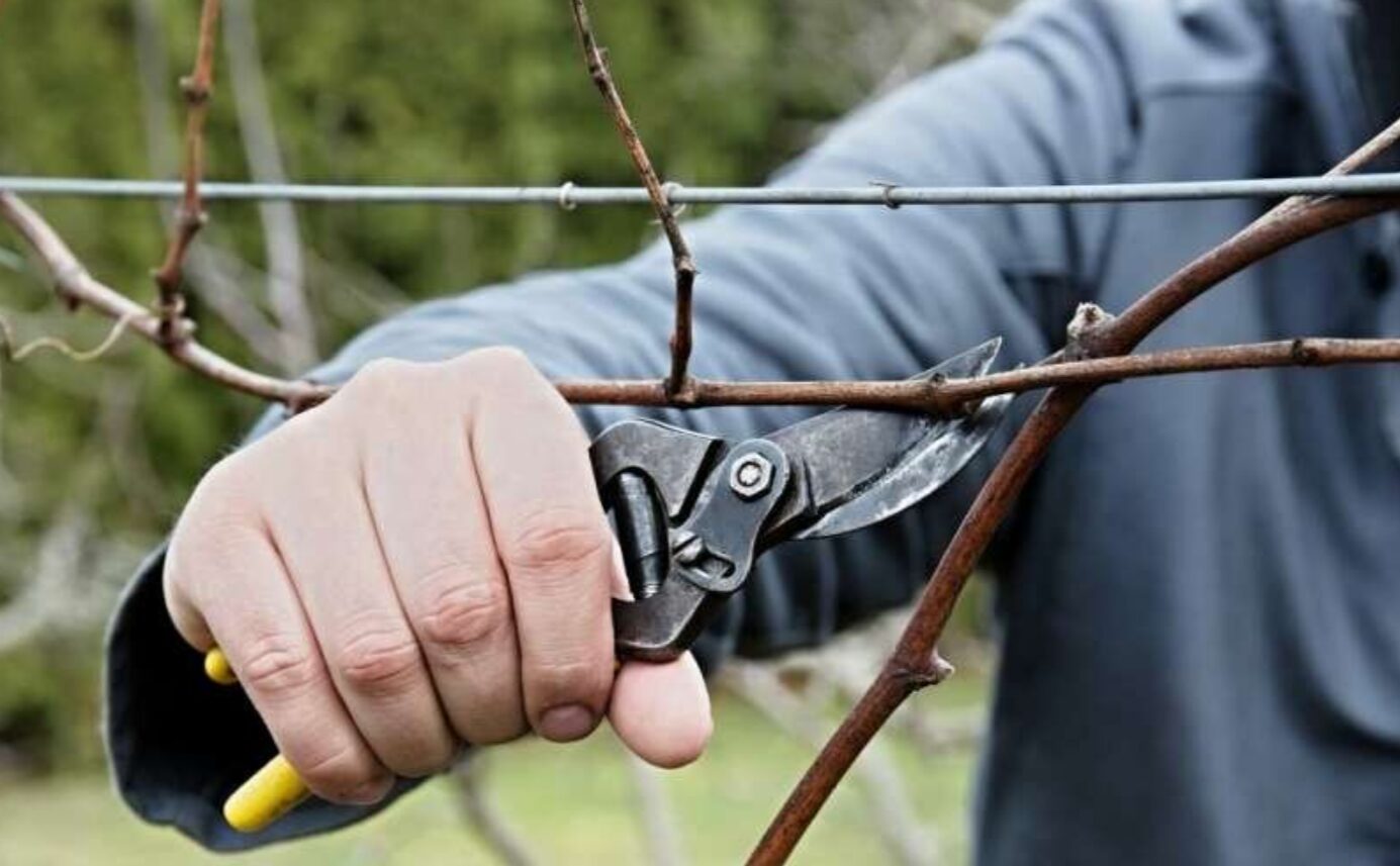 Коли обрізати виноград у 2026 році, щоб не втратити урожай